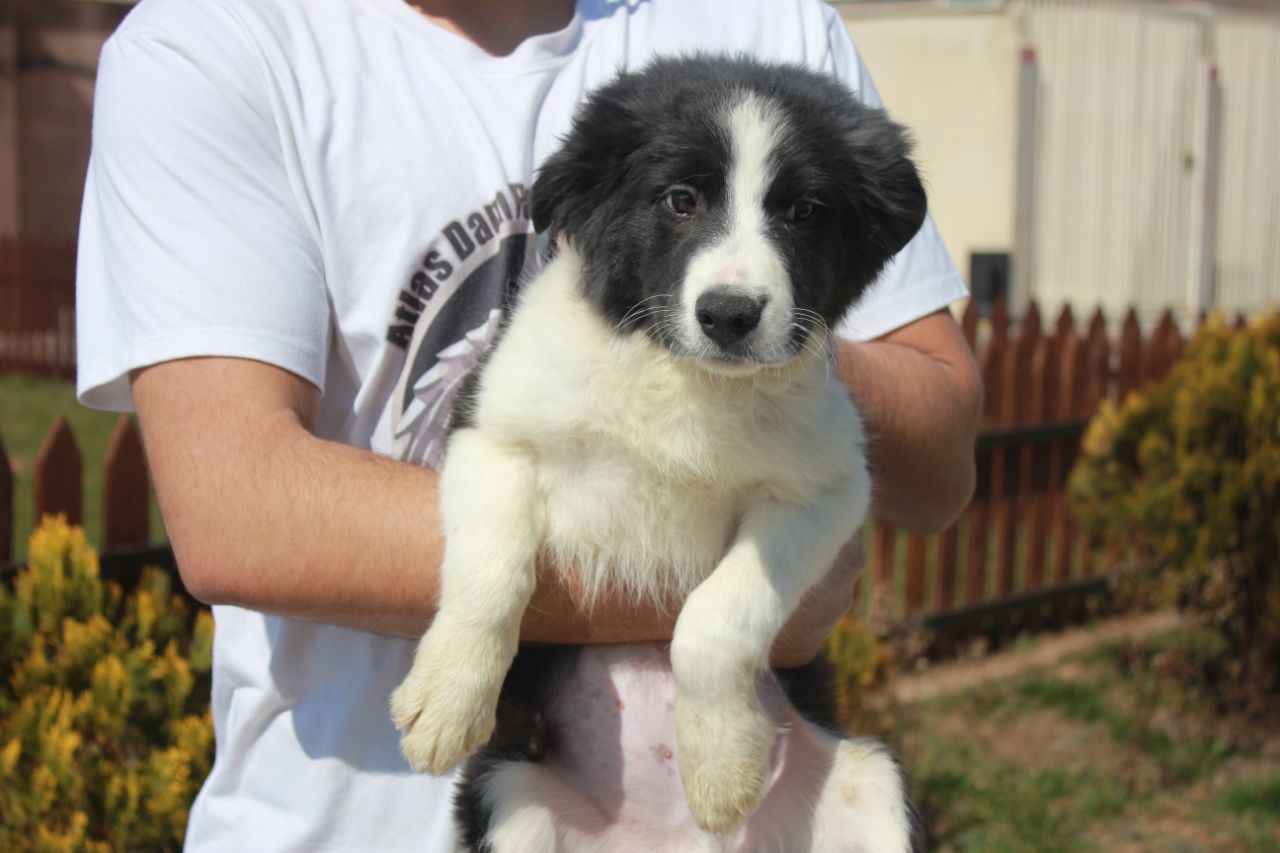 مولد نژاد بردر کالی مونژو